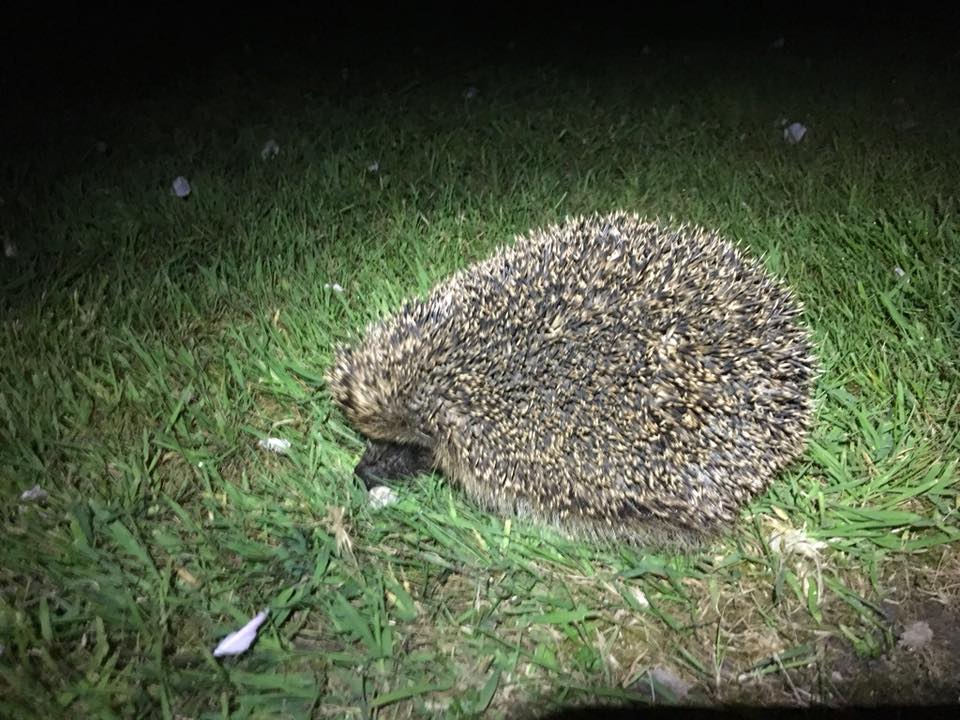 hedgehog at night 