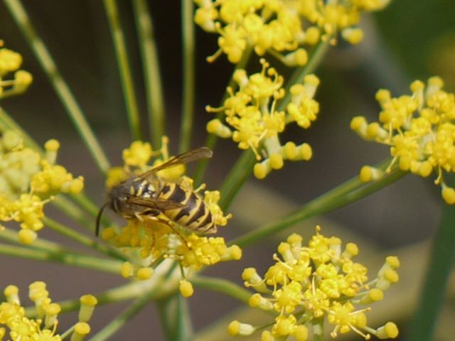 wasp on flower