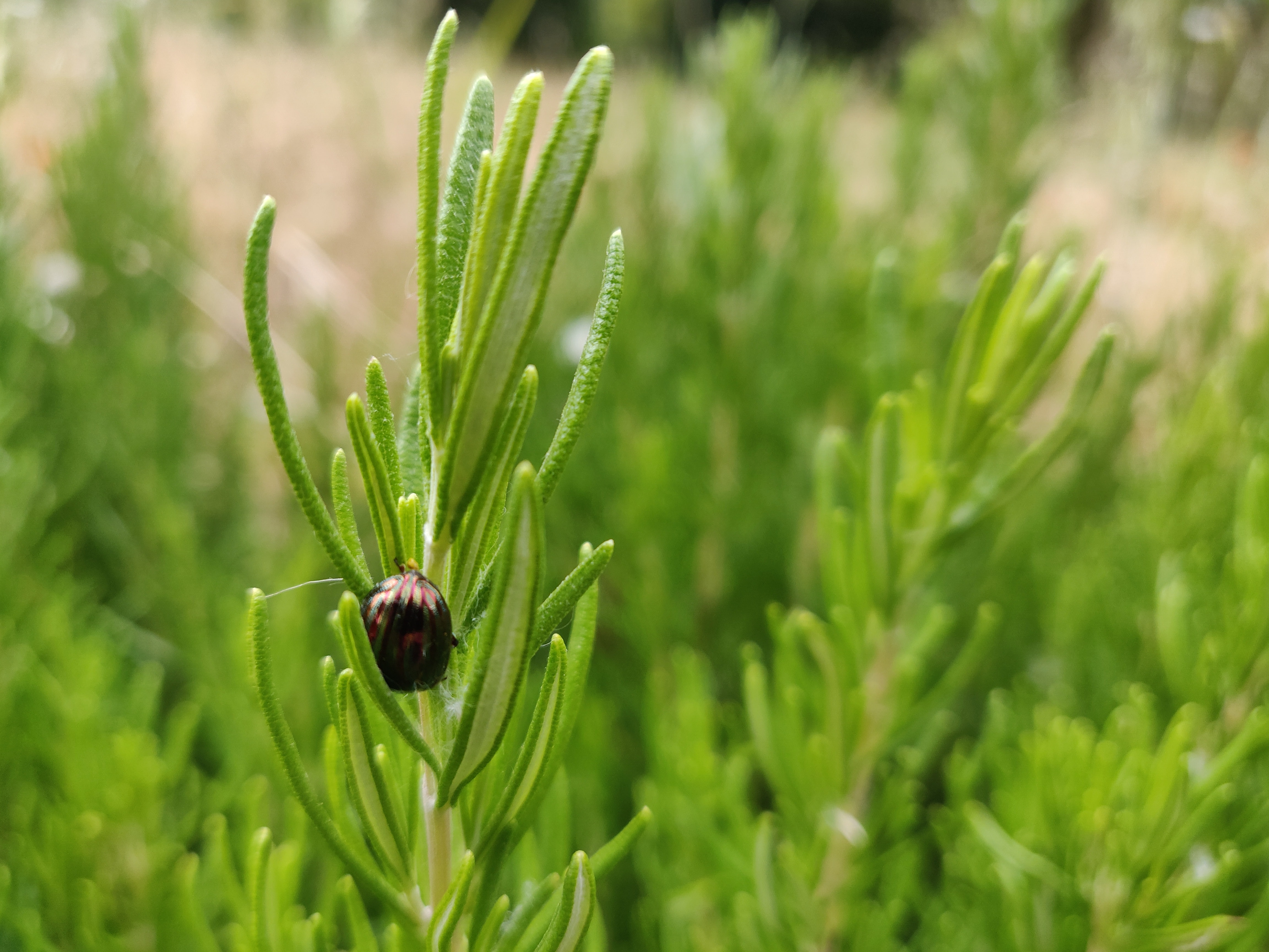 rosemary beetle on plant