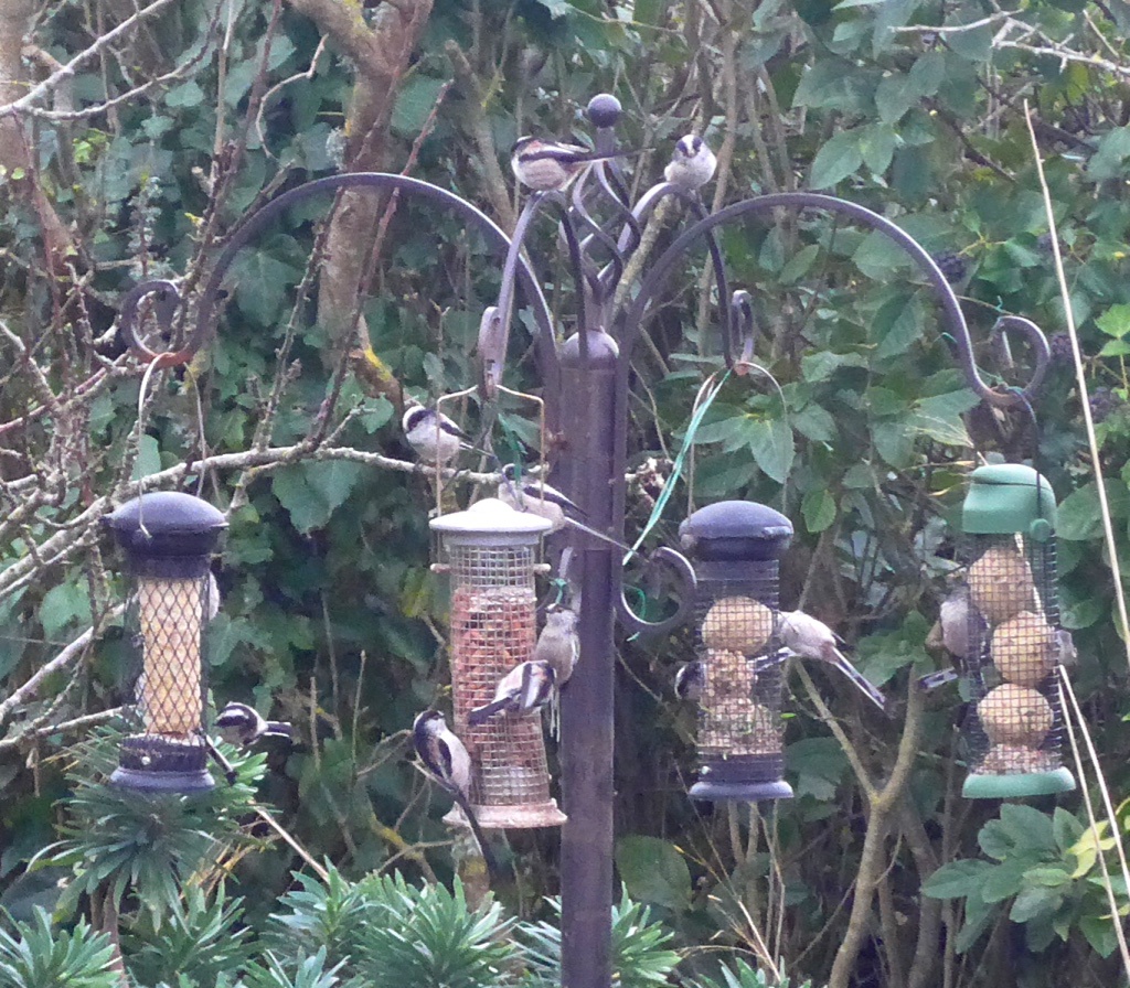 bird feeder 
