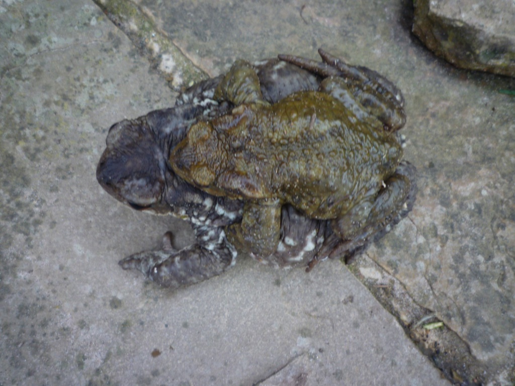Breeding toads