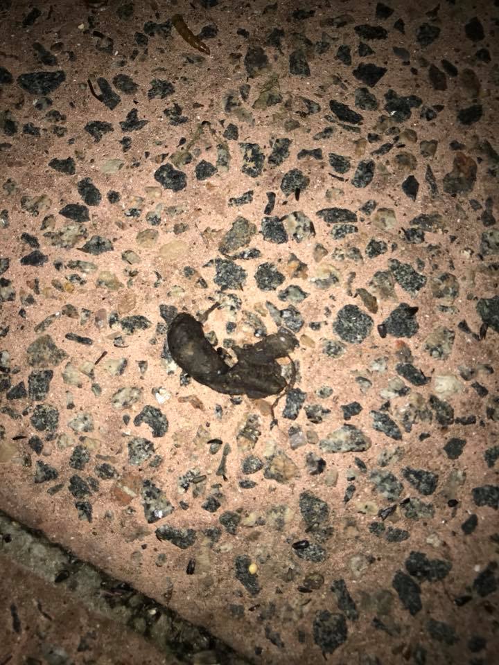 toad poo