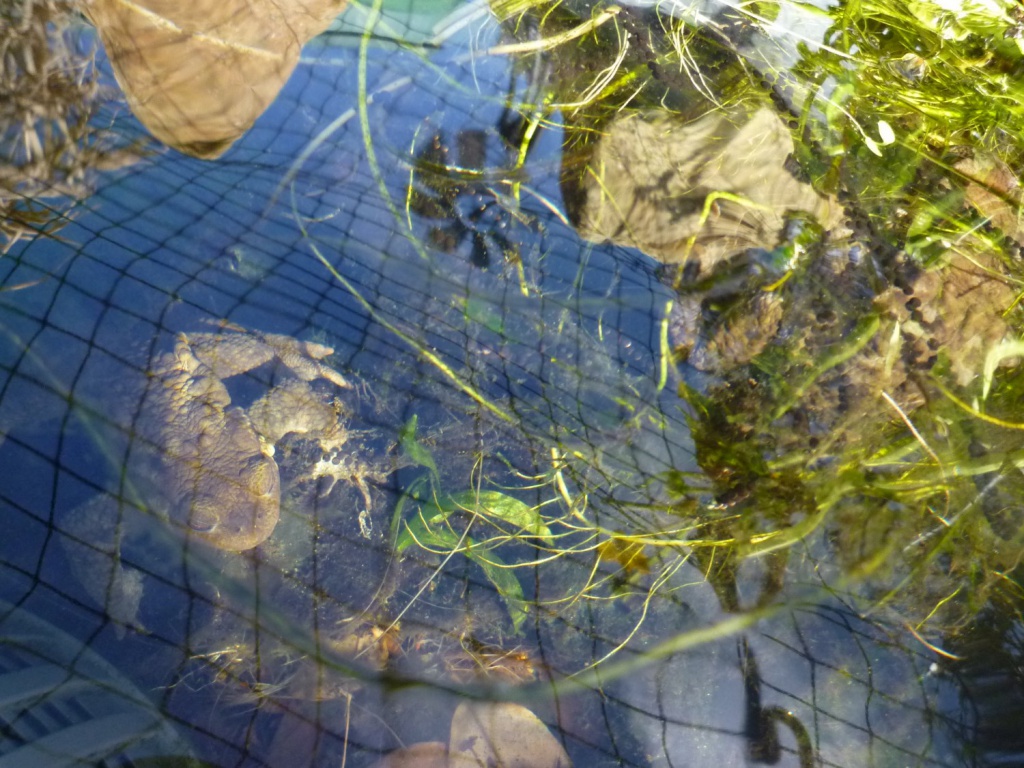 Toad spawn long string with black dots 