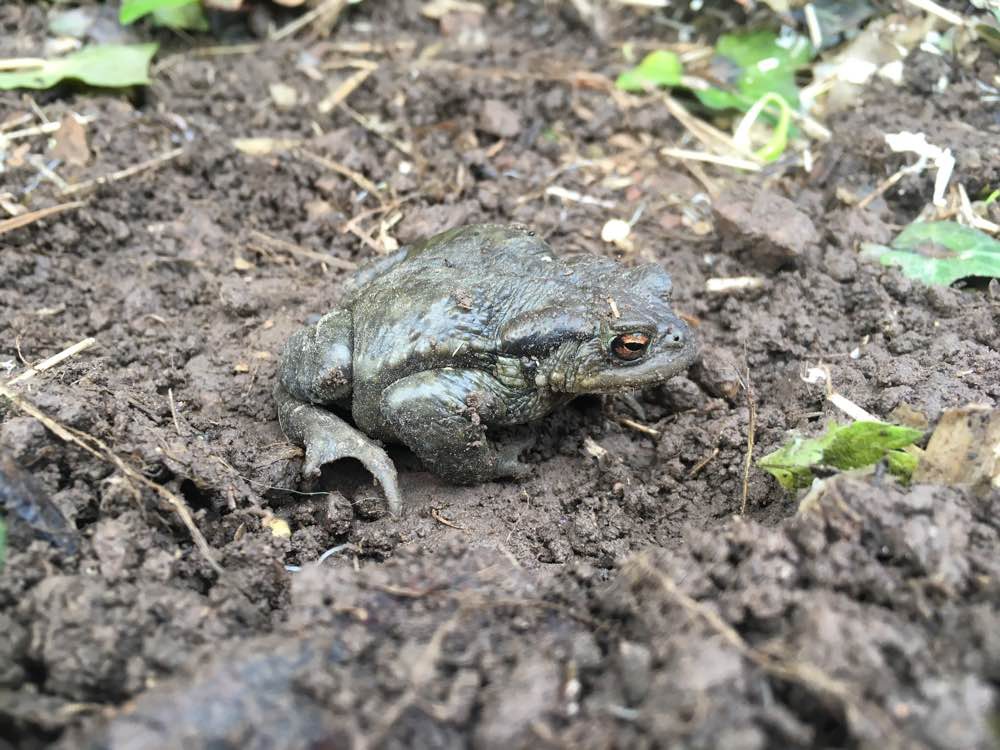 toad single