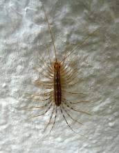 centipede with long legs