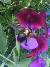 violet carpenter bee 