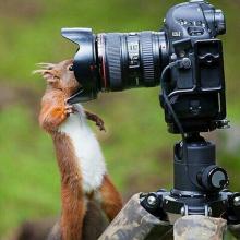 squirrel and camera