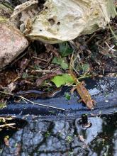newts in a garden 