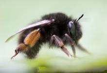 hairy-footed flower bee female 